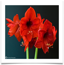AMARYLLIS - Des Hawley